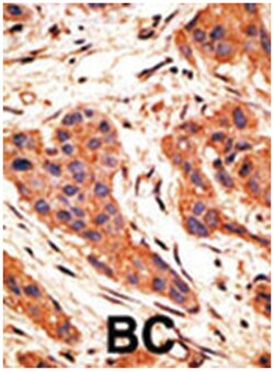 SNAI1 Rabbit anti-Human, Polyclonal Antibody, Abnova 400&mu;L; Unlabeled:Antibodies,