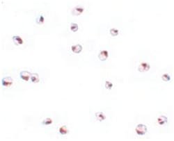 UBA2 Rabbit anti-Human, Polyclonal Antibody, Abnova 100&mu;g; Unlabeled:Antibodies,