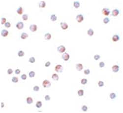 ATG9B, Rabbit, Polyclonal Antibody, Abnova 100&mu;g; Unlabeled:Antibodies,