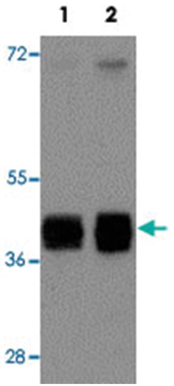 ATG9B, Rabbit, Polyclonal Antibody, Abnova 100&mu;g; Unlabeled:Antibodies,
