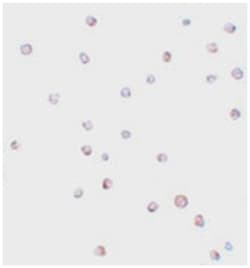 USP10, Rabbit, Polyclonal Antibody, Abnova 100 &mu;g | Buy Online | Abnova Corporation | Fisher Scientific