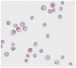 FOXO4 Rabbit anti-Human, Mouse, Rat, Polyclonal Antibody, Abnova 100&mu;g;