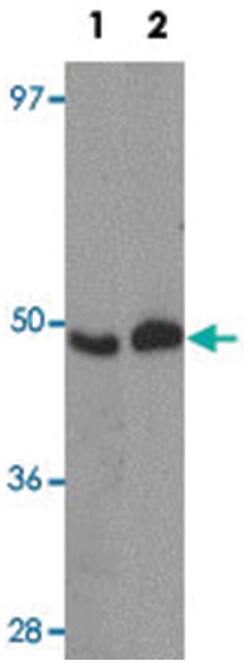 FOXO4 Rabbit anti-Human, Mouse, Rat, Polyclonal Antibody, Abnova 100&mu;g;