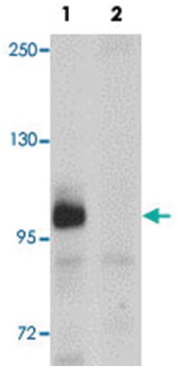 ZC3HAV1 Rabbit anti-Human, Polyclonal Antibody, Abnova 100&mu;g; Unlabeled:Antibodies,