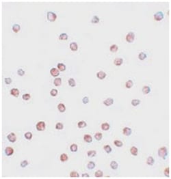 SCUBE1 Rabbit anti-Human, Polyclonal Antibody, Abnova 100&mu;g; Unlabeled:Antibodies,