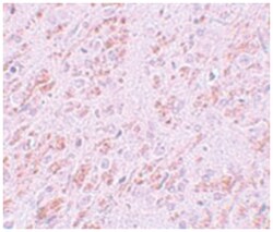 VENTX, Rabbit, Polyclonal Antibody, Abnova 100&mu;g; Unlabeled:Anticuerpos