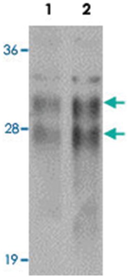 CRISP2, Rabbit, Polyclonal Antibody, Abnova 100&mu;g; Unlabeled:Antibodies,