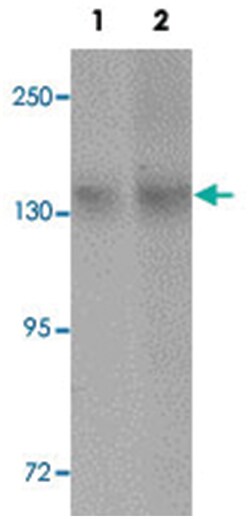NLRC3, Rabbit, Polyclonal Antibody, Abnova 100&mu;g; Unlabeled:Antibodies,