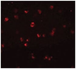 NLRC3, Rabbit, Polyclonal Antibody, Abnova 100&mu;g; Unlabeled:Antibodies,