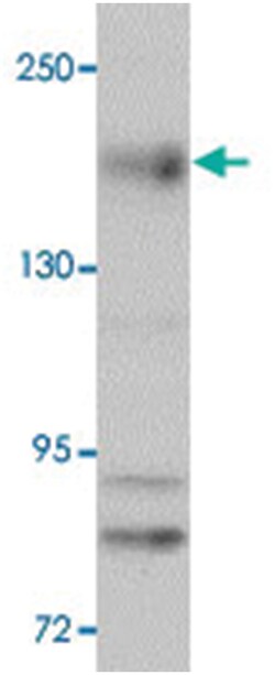 NLRC5, Rabbit, Polyclonal Antibody, Abnova 100&mu;g; Unlabeled:Antibodies,