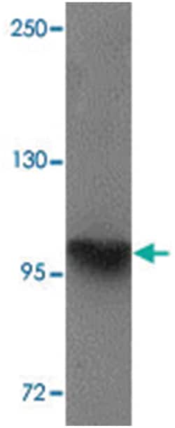 NLRP4 Rabbit anti-Human, Mouse, Polyclonal Antibody, Abnova 100&mu;g; Unlabeled:Antibodies,