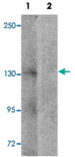 NLRP7, Rabbit, Polyclonal Antibody, Abnova 100&mu;g; Unlabeled:Antibodies,