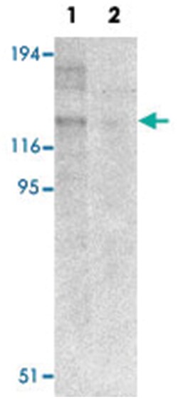 NLRP8, Rabbit, Polyclonal Antibody, Abnova 100&mu;g; Unlabeled:Antibodies,