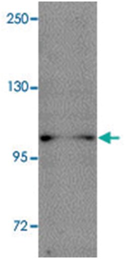 NLRP11, Rabbit, Polyclonal Antibody, Abnova 100 &mu;g | Buy Online | Abnova | Fisher Scientific