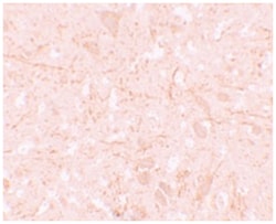 NLRP12 Rabbit anti-Human, Mouse, Rat, Polyclonal Antibody, Abnova 100&mu;g;