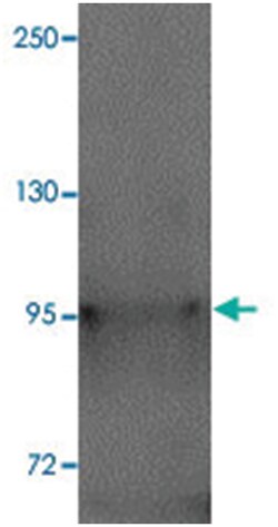 NLRP12 Rabbit anti-Human, Mouse, Rat, Polyclonal Antibody, Abnova 100&mu;g;