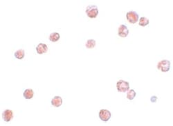 NLRP13, Rabbit, Polyclonal Antibody, Abnova 100 &mu;g | Buy Online | Abnova Corporation | Fisher Scientific