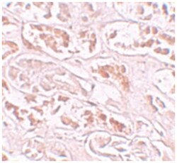 BANP, Rabbit, Polyclonal Antibody, Abnova 100 &mu;g | Buy Online | Abnova Corporation | Fisher Scientific