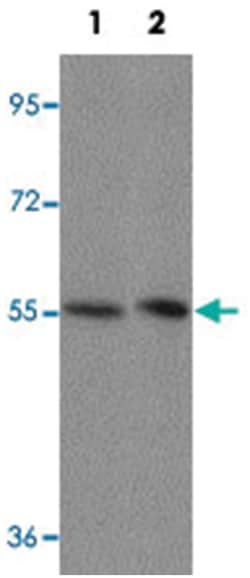 KPNA4 Rabbit anti-Human, Mouse, Rat, Polyclonal Antibody, Abnova 100&mu;g;