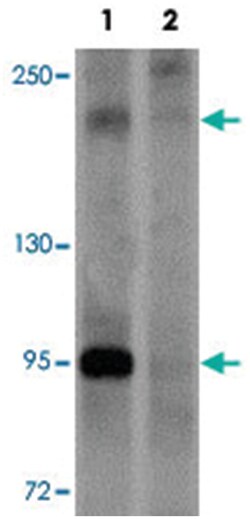PAPPA2 Rabbit anti-Human, Mouse, Rat, Polyclonal Antibody, Abnova 100&mu;g;