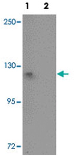 PIWIL1, Rabbit, Polyclonal Antibody, Abnova 100&mu;g; Unlabeled:Antibodies,