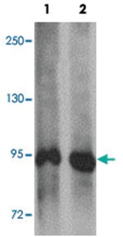 SYNPO Rabbit anti-Human, Mouse, Rat, Polyclonal Antibody, Abnova 100 &mu;g | Buy Online | Abnova Corporation | Fisher Scientific