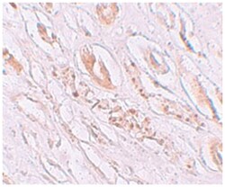 TMEM59, Rabbit, Polyclonal Antibody, Abnova 100 &mu;g | Buy Online | Abnova Corporation | Fisher Scientific