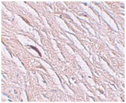 SLC39A2 Rabbit anti-Human, Mouse, Rat, Polyclonal Antibody, Abnova 100&mu;g;