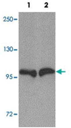 SLC39A10 Rabbit anti-Human, Mouse, Rat, Polyclonal Antibody, Abnova 100&mu;g;