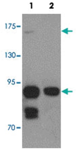 CCDC141 Rabbit anti-Human, Mouse, Polyclonal Antibody, Abnova 100 &mu;g | Buy Online | Abnova Corporation | Fisher Scientific