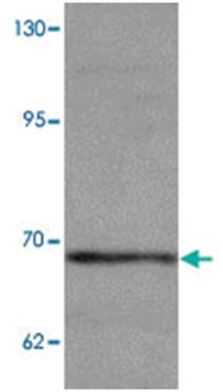 WIZ Rabbit anti-Human, Mouse, Rat, Polyclonal Antibody, Abnova 100&mu;g;