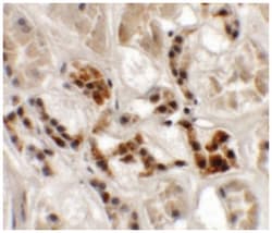 AP3S1, Rabbit, Polyclonal Antibody, Abnova 100&mu;g; Unlabeled:Antibodies,