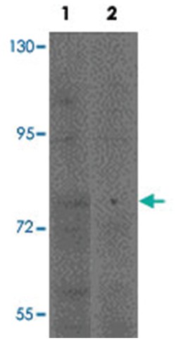 LRRTM4, Rabbit, Polyclonal Antibody, Abnova 100&mu;g; Unlabeled:Antibodies,