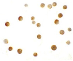 ZMYM2 Rabbit anti-Human, Mouse, Rat, Polyclonal Antibody, Abnova 100&mu;g;