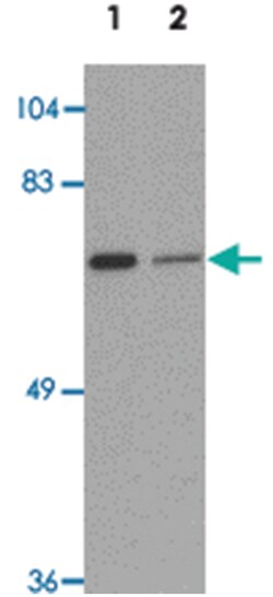 LRRTM2, Rabbit, Polyclonal Antibody, Abnova 100&mu;g; Unlabeled:Antibodies,