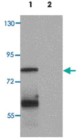 MSI2, Rabbit, Polyclonal Antibody, Abnova 100&mu;g; Unlabeled:Antibodies,