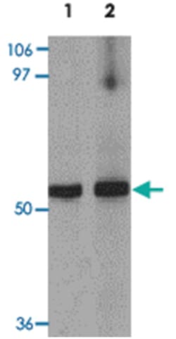 GCOM1, Rabbit, Polyclonal Antibody, Abnova 100 &mu;g | Buy Online | Abnova | Fisher Scientific