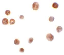 TRMT12, Rabbit, Polyclonal Antibody, Abnova 100&mu;g; Unlabeled:Antibodies,