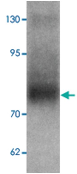 TYW3 Rabbit anti-Human, Mouse, Polyclonal Antibody, Abnova 100 &mu;g | Buy Online | Abnova | Fisher Scientific