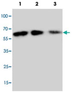 Cx3cl1, Rabbit, Polyclonal Antibody, Abnova 100&mu;g; Unlabeled:Antibodies,