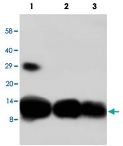 CXCL10 Rabbit anti-Human, Polyclonal Antibody, Abnova 100&mu;g; Unlabeled:Antibodies,