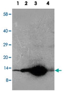 DDT, Rabbit, Polyclonal Antibody, Abnova 100&mu;g; Unlabeled:Antibodies,