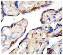 DDT, Rabbit, Polyclonal Antibody, Abnova 100&mu;g; Unlabeled:Antibodies,