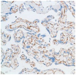 EGFL7, Rabbit, Polyclonal Antibody, Abnova 100 &mu;L | Buy Online | Abnova Corporation | Fisher Scientific