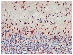 SOX2 Rabbit anti-Human, Polyclonal Antibody, Abnova 100 &mu;L | Buy Online | Abnova Corporation | Fisher Scientific