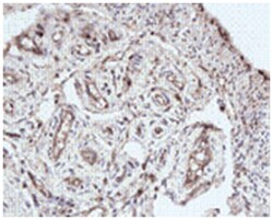 CD34 Rabbit anti-Human, Mouse, Rat, Polyclonal Antibody, Abnova 100 &mu;g | Buy Online | Abnova | Fisher Scientific