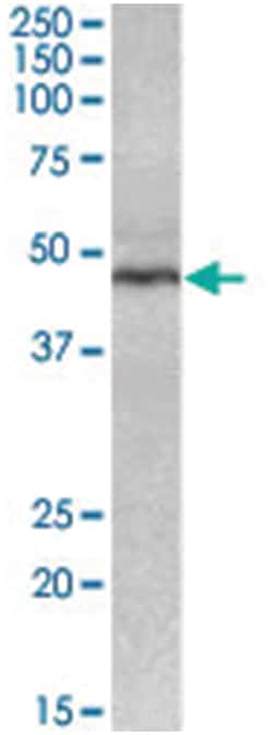 CD28, Goat, Polyclonal Antibody, Abnova 100&mu;g; Unlabeled:Antibodies,