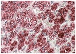 CYB5R3, Goat, Polyclonal Antibody, Abnova 100 &mu;g | Buy Online | Abnova Corporation | Fisher Scientific