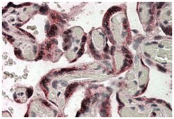 IDS, Goat, Polyclonal Antibody, Abnova 100&mu;g; Unlabeled:Antibodies,