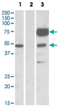 ANGPT1, Goat, Polyclonal Antibody, Abnova 100&mu;g; Unlabeled:Antibodies,